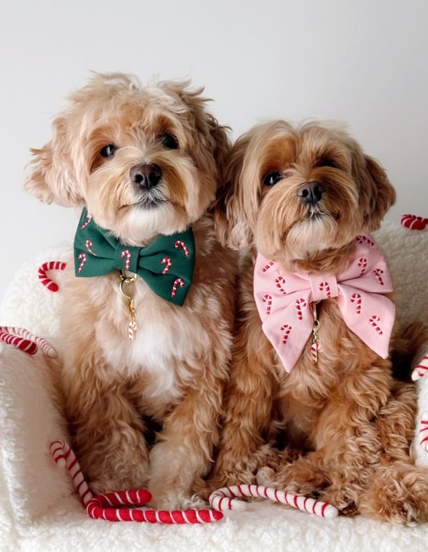 더 포기 도그 (The Foggy Dog) 세련된 반려견 용품 직구  강아지 반다나부터 하네스까지