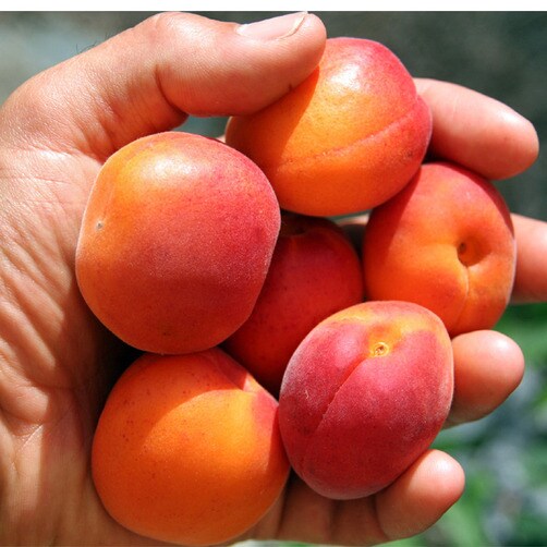 나우푸드 애프리콧 오일, 118ml